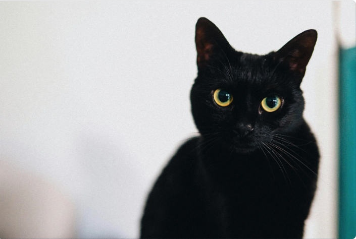 The Enigmatic World of Feline Behavior: Why Cats Do What They Do