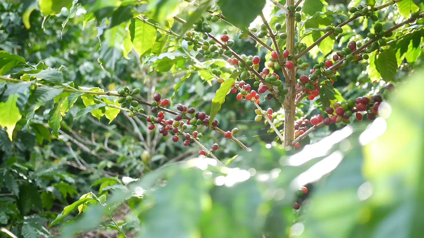 World Coffee Research’s F1 hybrids transition to pre-commercial trials