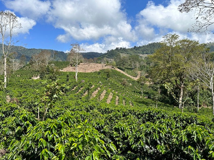 Aquiares Coffee Estate - A Model for Sustainable Coffee Farming