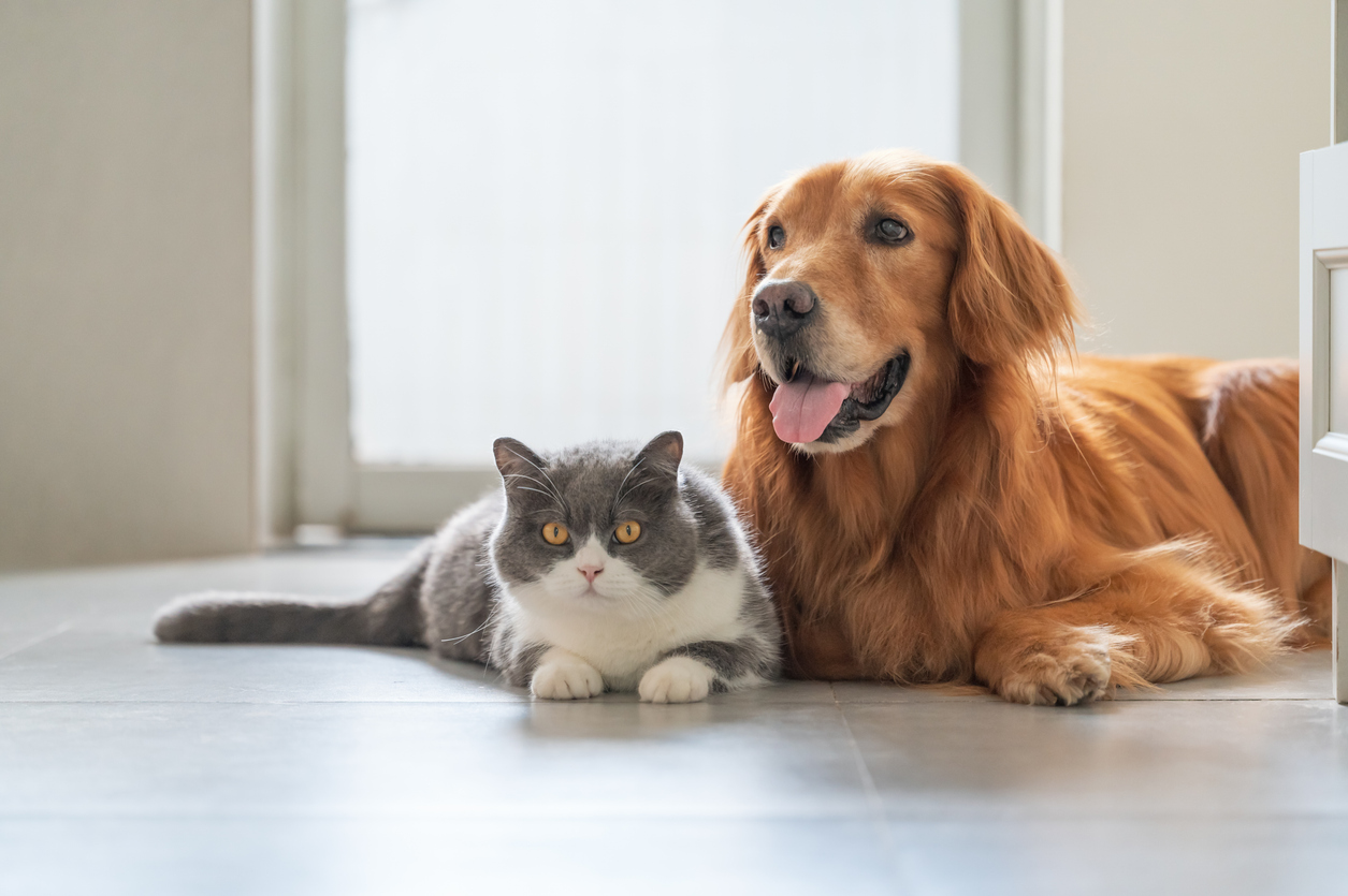 Pets
